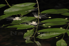 Capparis tenera